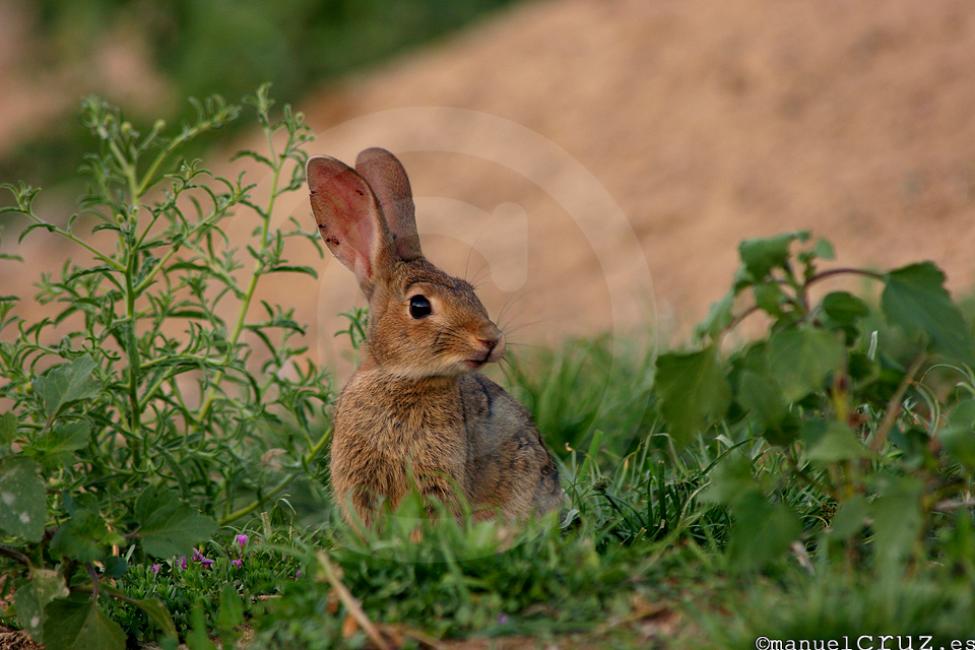 Conejo de campo (Oryctolagus cuniculus)